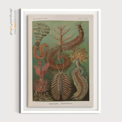 تابلو جانوران دریایی - اسپو دکور