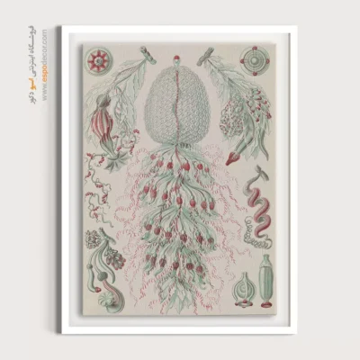 تابلو جانوران دریایی - اسپو دکور