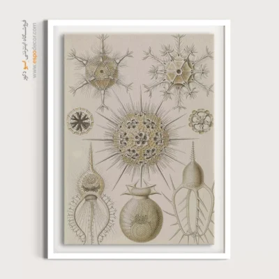 تابلو جانوران دریایی - اسپو دکور