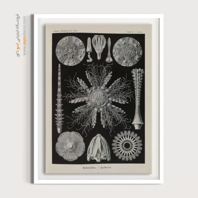 تابلو جانوران دریایی - اسپو دکور