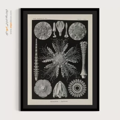 تابلو جانوران دریایی - اسپو دکور
