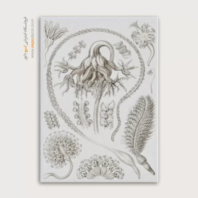 تابلو جانوران دریایی - اسپو دکور