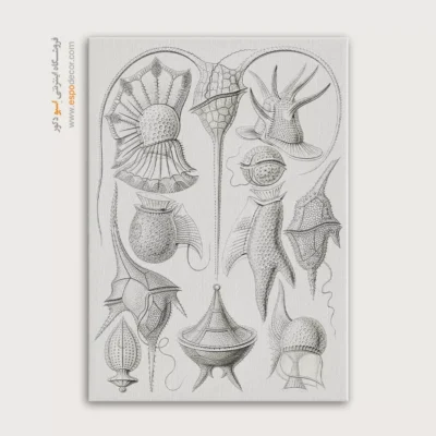 تابلو جانوران دریایی - اسپو دکور