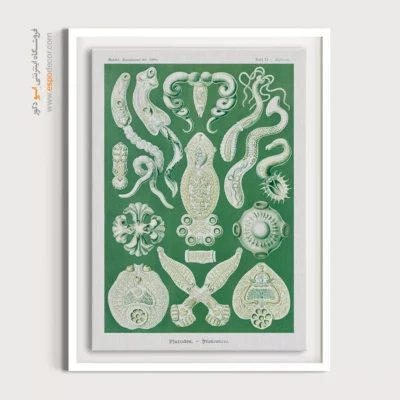 تابلو جانوران دریایی - اسپو دکور