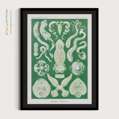 تابلو جانوران دریایی - اسپو دکور