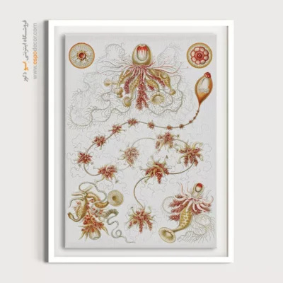 تابلو جانوران دریایی - اسپو دکور