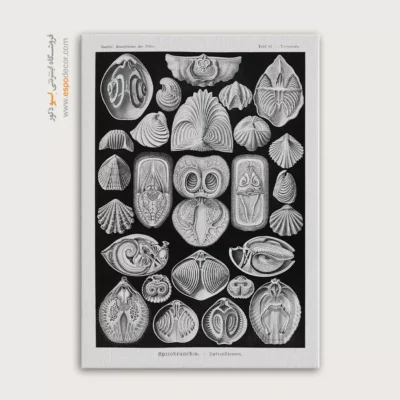 تابلو جانوران دریایی - اسپو دکور