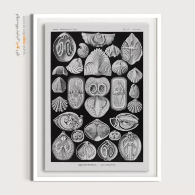 تابلو جانوران دریایی - اسپو دکور