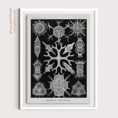 تابلو جانوران دریایی - اسپو دکور