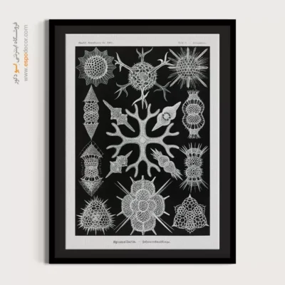 تابلو جانوران دریایی - اسپو دکور