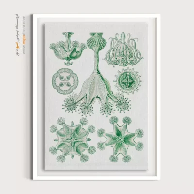 تابلو جانوران دریایی - اسپو دکور