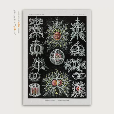 تابلو جانوران دریایی - اسپو دکور