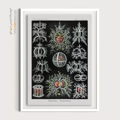 تابلو جانوران دریایی - اسپو دکور