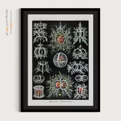 تابلو جانوران دریایی - اسپو دکور