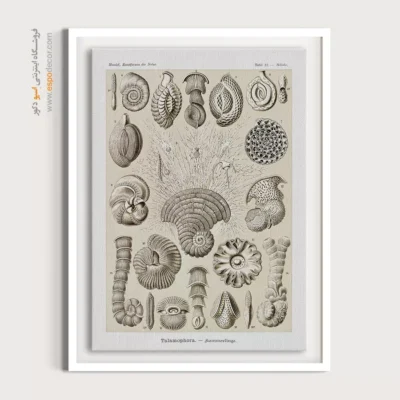 تابلو جانوران دریایی - اسپو دکور