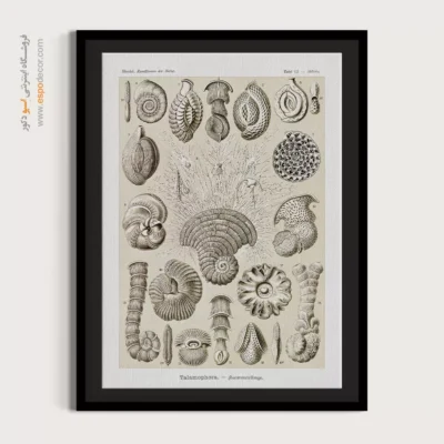 تابلو جانوران دریایی - اسپو دکور