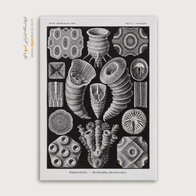 تابلو جانوران دریایی - اسپو دکور