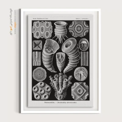 تابلو جانوران دریایی - اسپو دکور