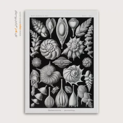 تابلو جانوران دریایی - اسپو دکور