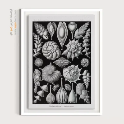 تابلو جانوران دریایی - اسپو دکور