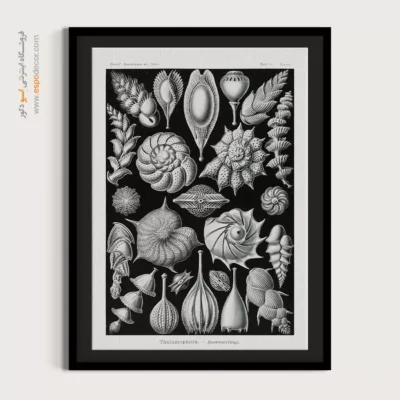 تابلو جانوران دریایی - اسپو دکور