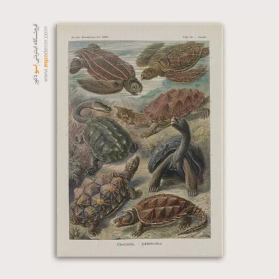 تابلو جانوران دریایی - اسپو دکور