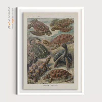 تابلو جانوران دریایی - اسپو دکور