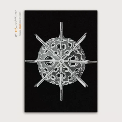 تابلو جانوران دریایی - اسپو دکور