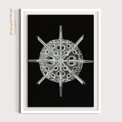 تابلو جانوران دریایی - اسپو دکور