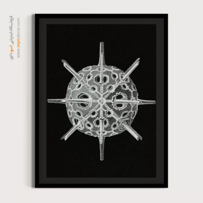 تابلو جانوران دریایی - اسپو دکور