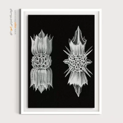 تابلو جانوران دریایی - اسپو دکور