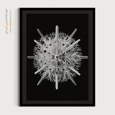 تابلو جانوران دریایی - اسپو دکور