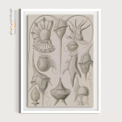 تابلو جانوران دریایی - اسپو دکور