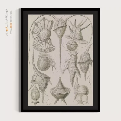 تابلو جانوران دریایی - اسپو دکور