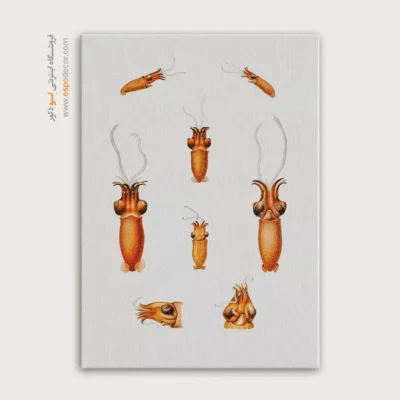 تابلو جانوران دریایی - اسپو دکور