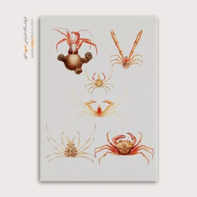 تابلو جانوران دریایی - اسپو دکور