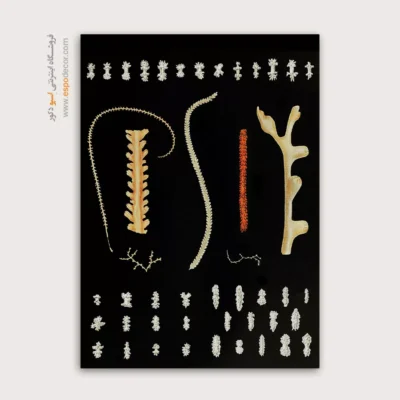 تابلو جانوران دریایی - اسپو دکور