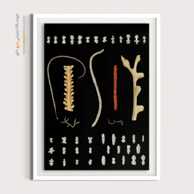 تابلو جانوران دریایی - اسپو دکور