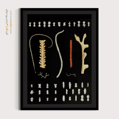 تابلو جانوران دریایی - اسپو دکور