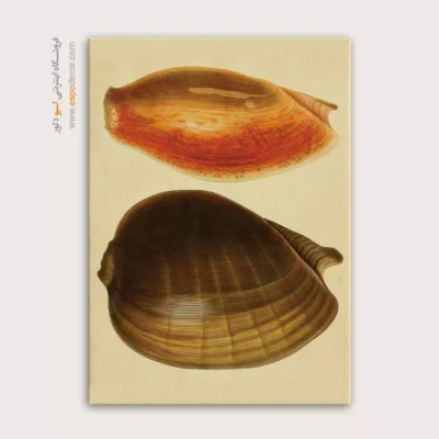 تابلو جانوران دریایی - اسپو دکور