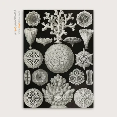 تابلو جانوران دریایی - اسپو دکور