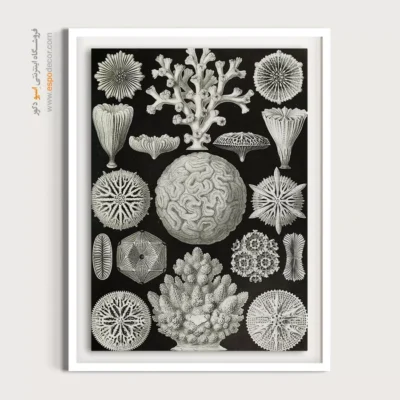 تابلو جانوران دریایی - اسپو دکور