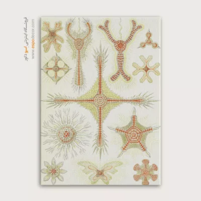 تابلو جانوران دریایی - اسپو دکور