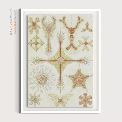 تابلو جانوران دریایی - اسپو دکور