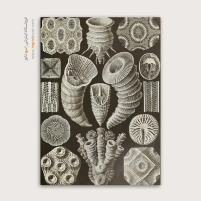 تابلو جانوران دریایی - اسپو دکور