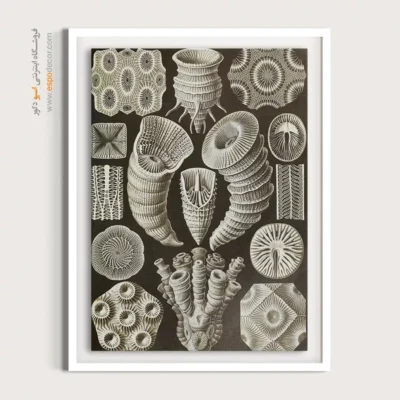 تابلو جانوران دریایی - اسپو دکور