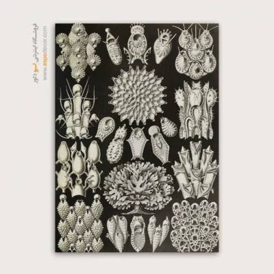 تابلو جانوران دریایی - اسپو دکور