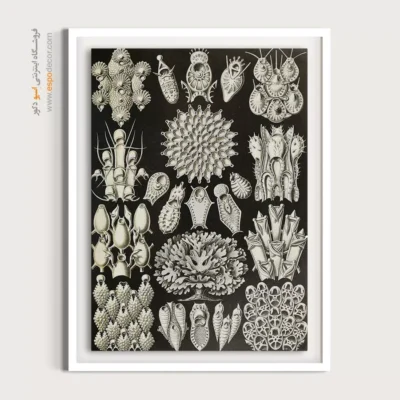 تابلو جانوران دریایی - اسپو دکور