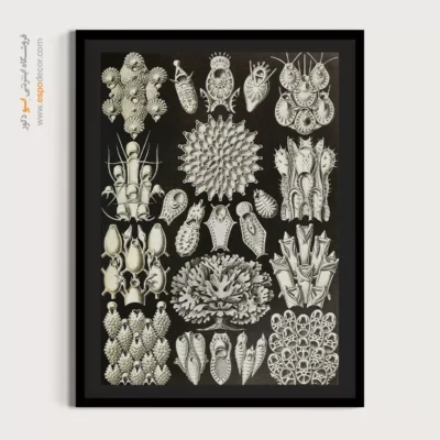 تابلو جانوران دریایی - اسپو دکور