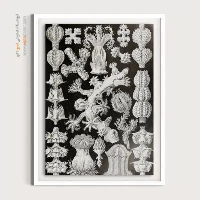 تابلو جانوران دریایی - اسپو دکور